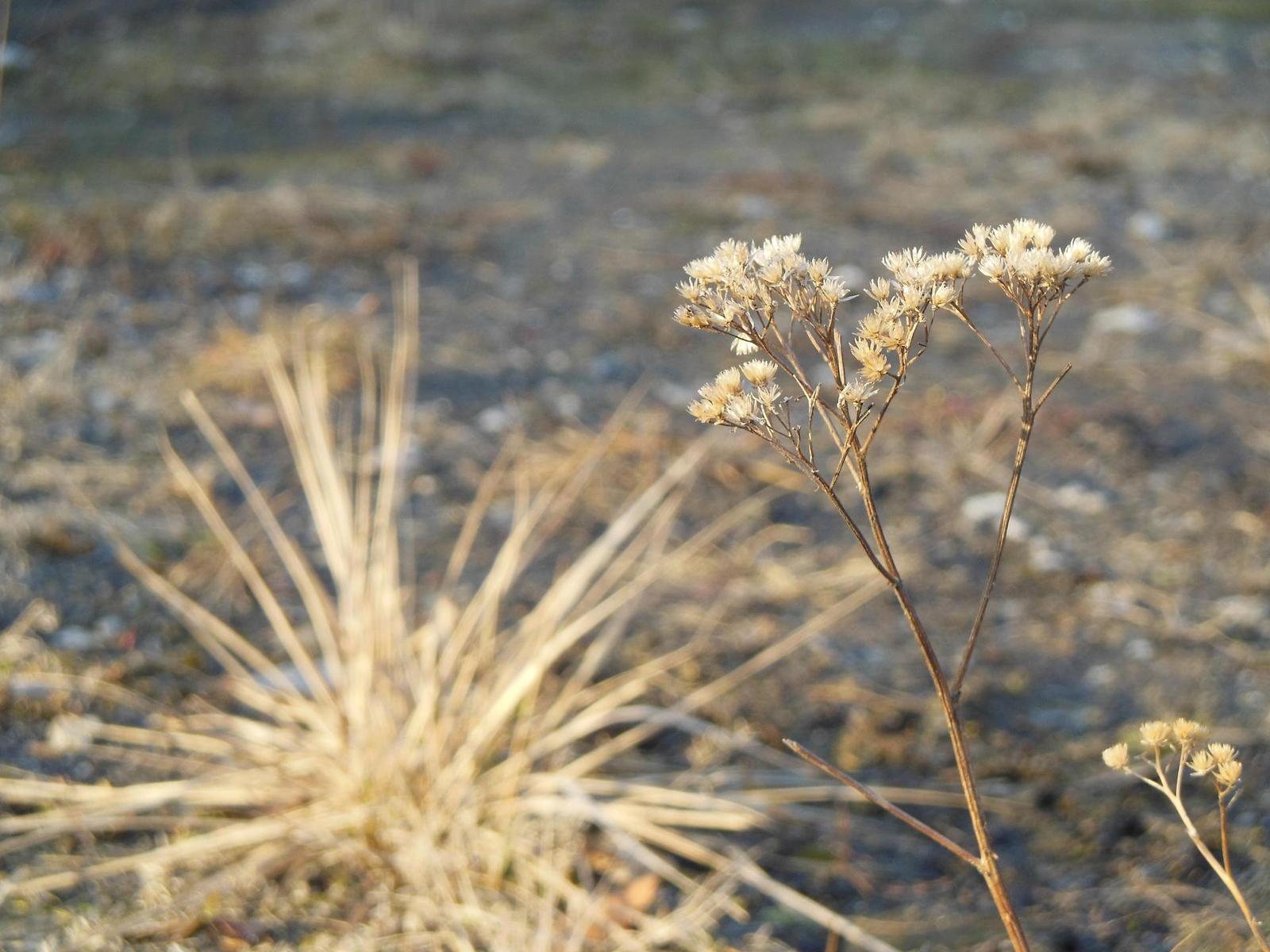 Nikon Coolpix S6300: vlk v rouše beránčím