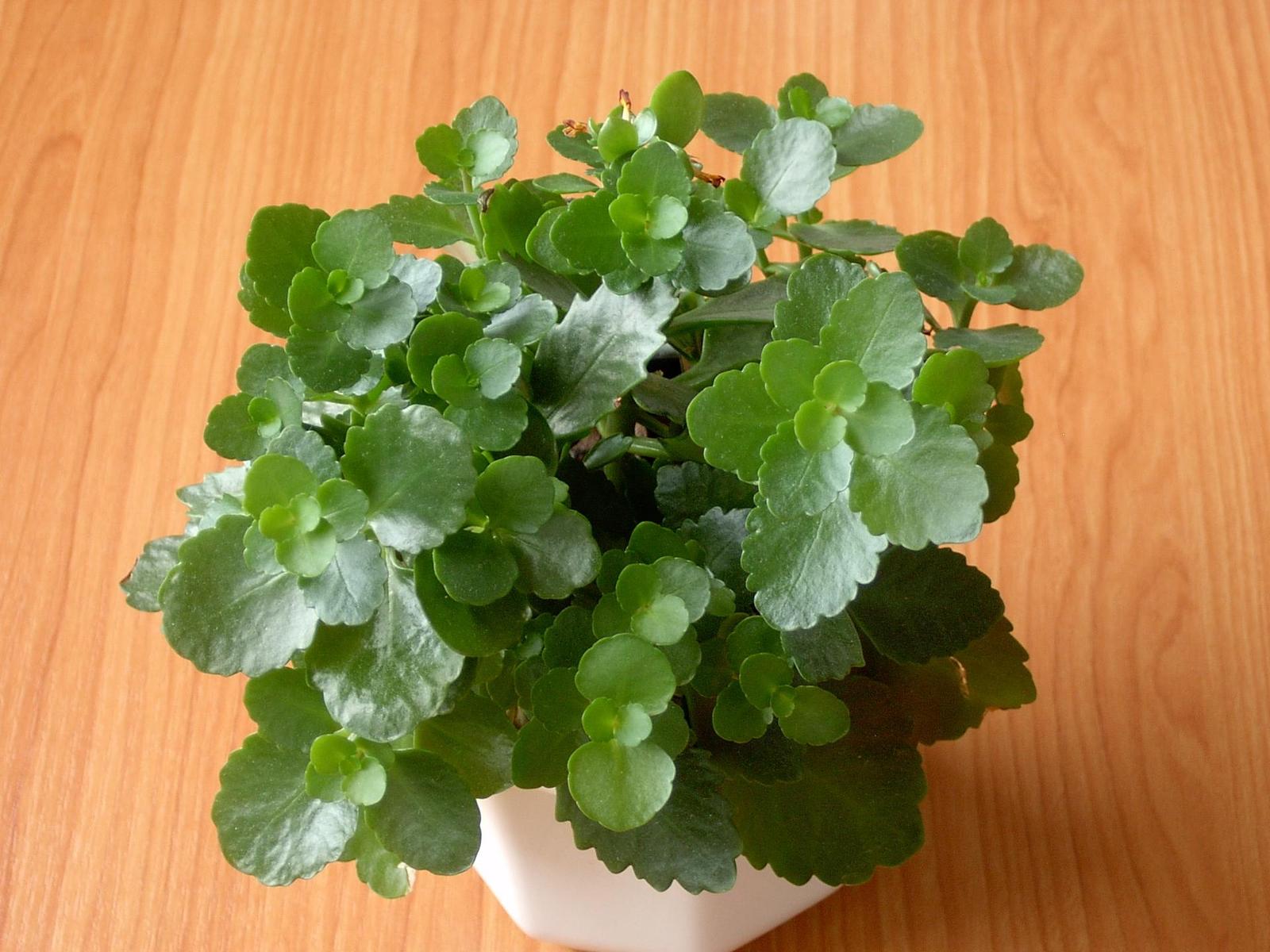 HP Photosmart 720: HP umí i fotoaparáty