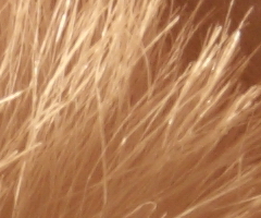 Canon EOS 550D: třídní premiant