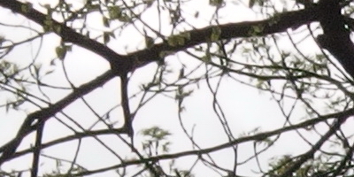 Olympus Stylus XZ-2: jednoduše skvělý