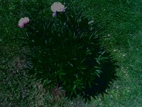 Nokia N80 - jak fotí 3megapixelový fotomobil?