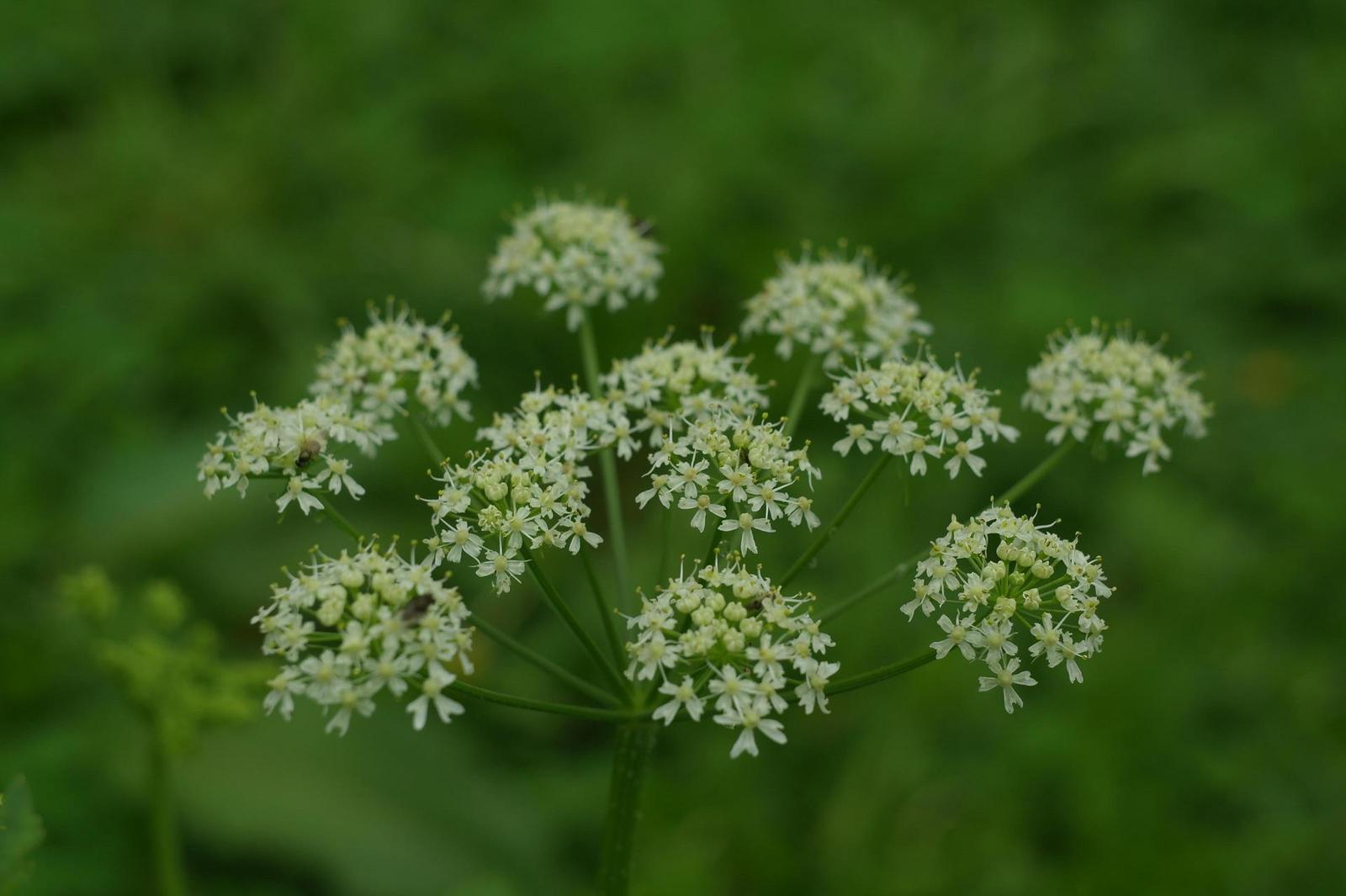 Helios-44M 58mm F2.0 (M42)