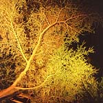 Tip Digimanie pro 32. týden roku 2005 - Tony Howell