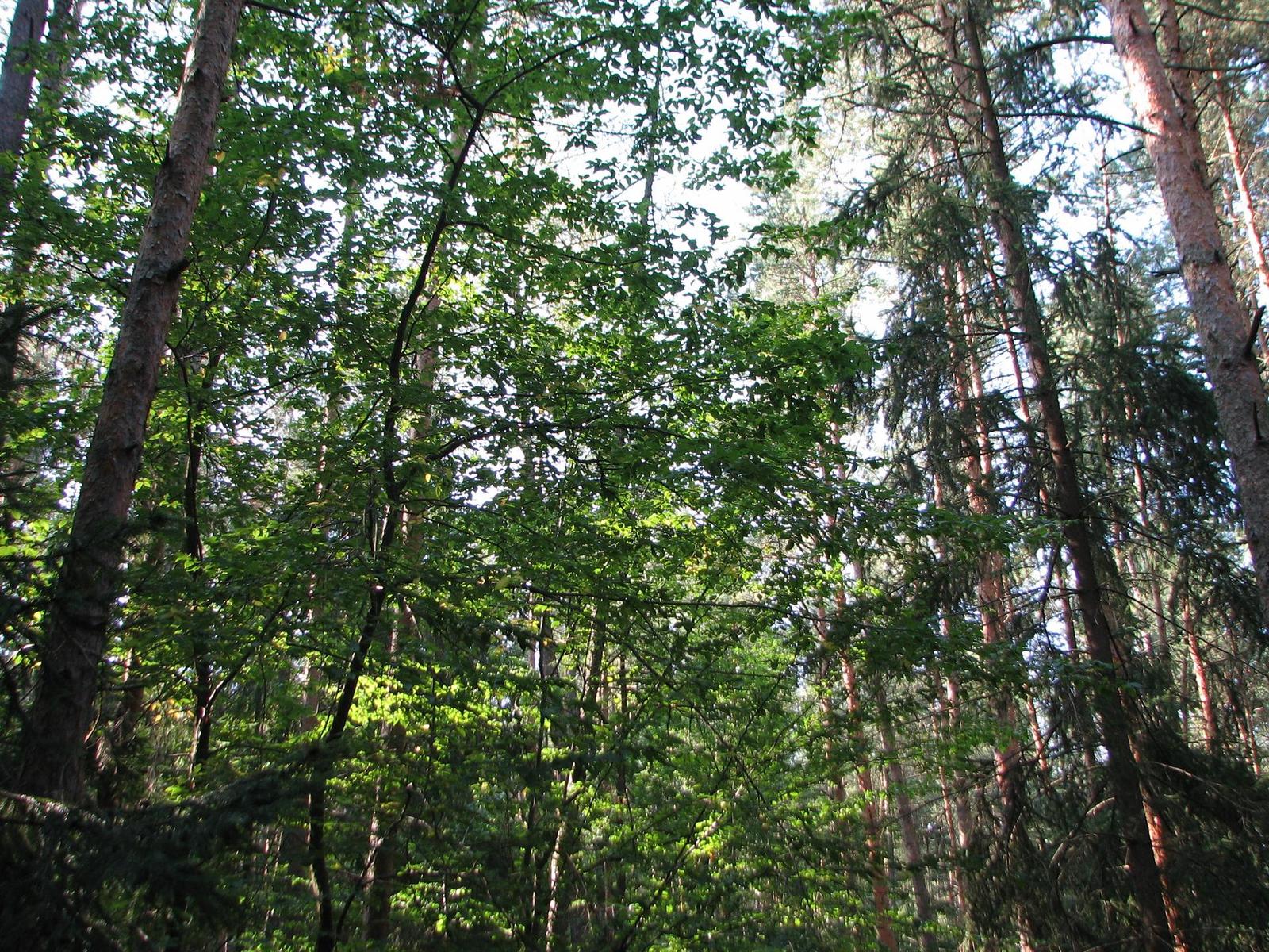 Canon PowerShot S2 IS: dvanáctinásobné oko Canonovo