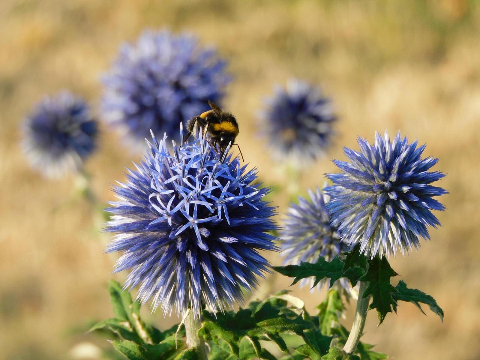 Nikon Coolpix B600: kamarád do přírody