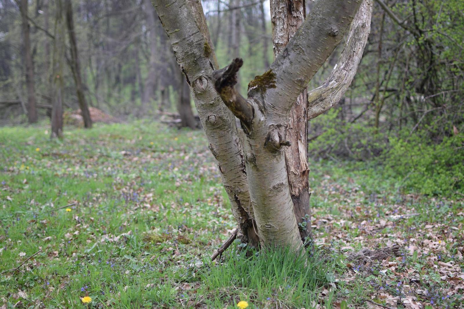 Nikon AF-S DX NIKKOR 35mm f/1.8G