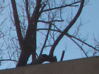 Canon PowerShot G10: stále mezi nejlepšími