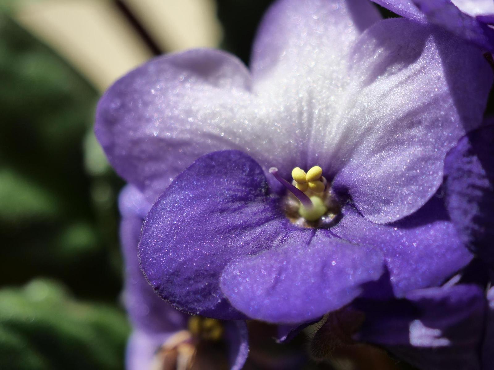 Panasonic Lumix GH5 II: nejen pro vloggery