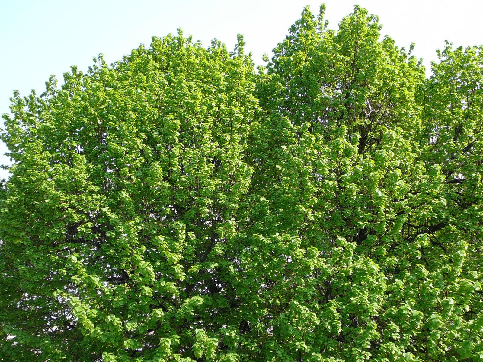 Jak pracuje nejmenší ultrazoom?