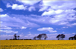 Tip Digimanie pro 32. týden roku 2005 - Tony Howell