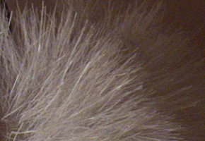 Canon PowerShot SX50 HS: překvapivá kombinace