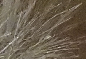 Sony NEX-5R: fázový posun k lepšímu?