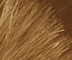 Sony SLT-A33: přesvědčivý revolucionář