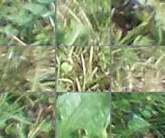 Nikon Coolpix L810: pro nenáročné