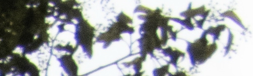 Nikon Coolpix B700: přírodovědec