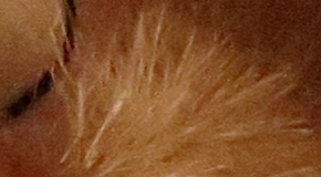 Canon PowerShot G1 X Mark II: významné zlepšení