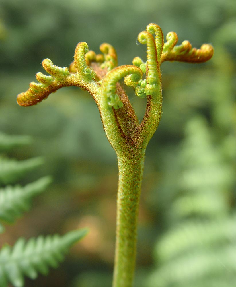 Tipy a triky nejen pro začátečníky, díl 12. - Fotografujeme květiny