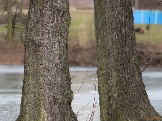 Fujifilm X-S1: jedinečný