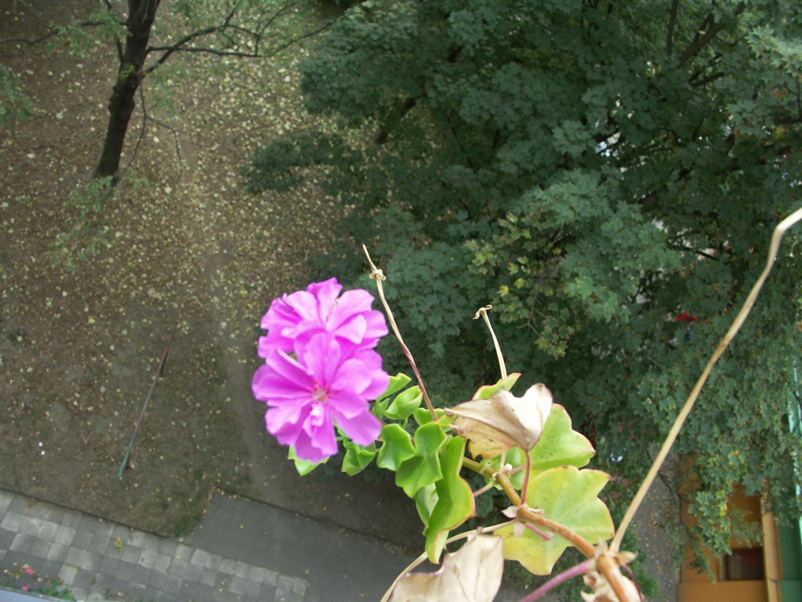 DiMAGE A1 s anti-shake systémem