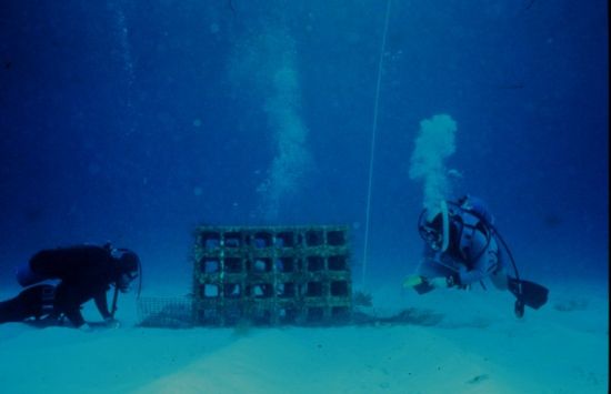 Tip Digimanie pro 42. týden roku 2005 - Web NURP