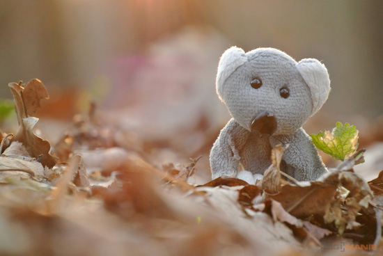 Fotíme s Koalou: Sluneční clona