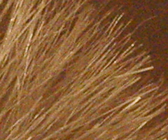 Sony SLT-A33: přesvědčivý revolucionář