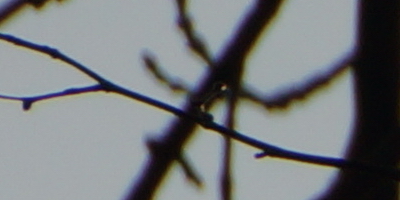 Sony SAL-18250 (DT 18-250mm F3,5-6,3)