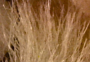 Olympus OM-D E-M5: elegantní fotokladivo