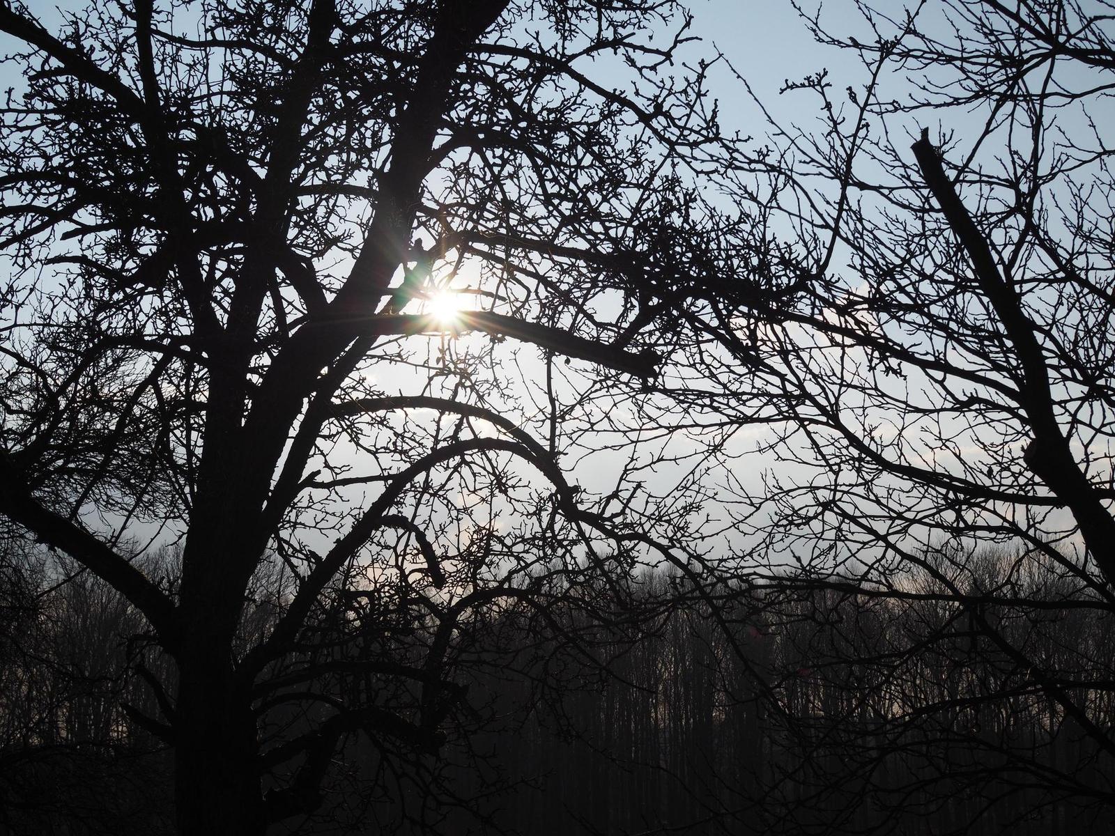 Olympus M.Zuiko Digital 25mm 1:1.8