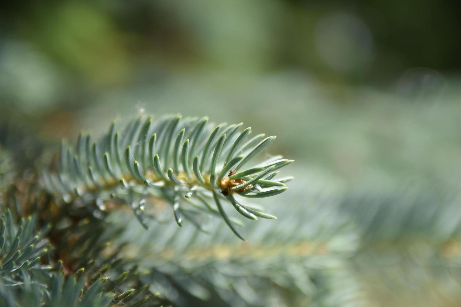 Tamron SP AF 17-50mm f/2.8 XR Di II VC LD Aspherical