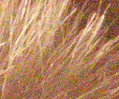 Canon EOS 550D: třídní premiant