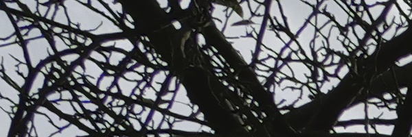 Panasonic Leica DG Vario-Elmarit 12-35mm / F2.8 ASPH. / Power O.I.S