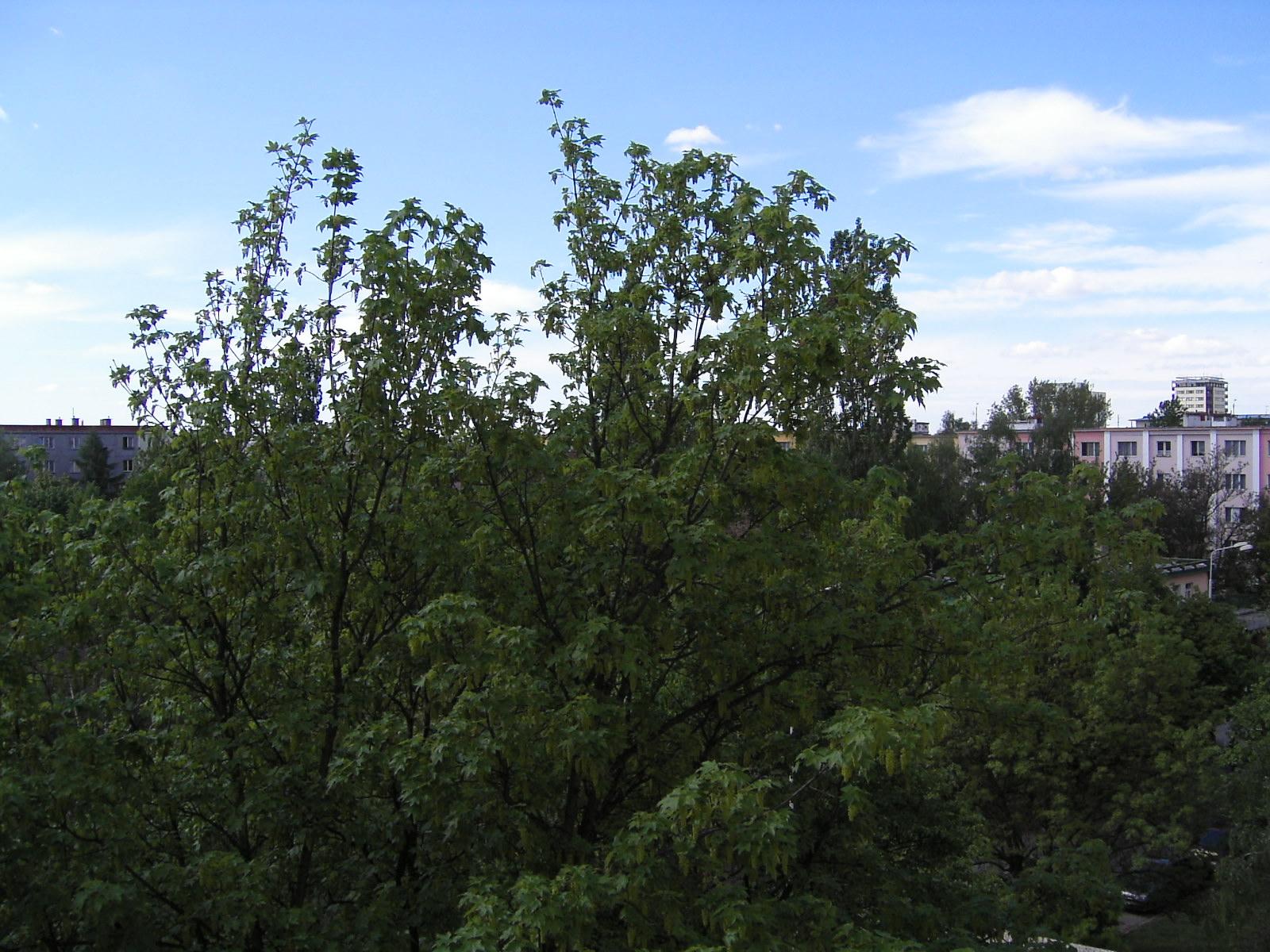 Contax SL300R T*: tabatěrka s optikou od Carl Zeisse