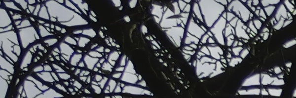 Panasonic Leica DG Vario-Elmarit 12-35mm / F2.8 ASPH. / Power O.I.S