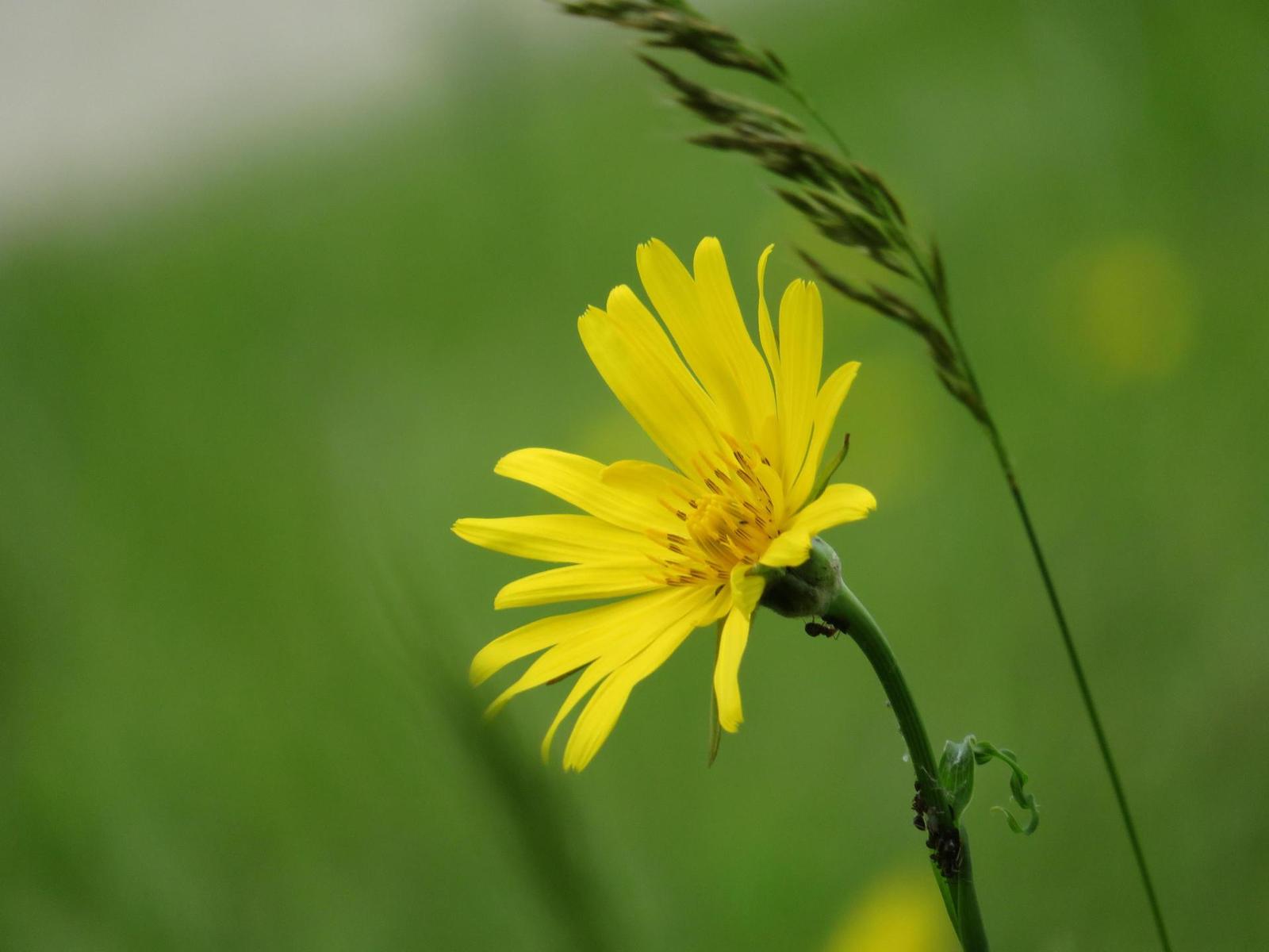 Canon PowerShot SX720 HS: kapesní šmírování