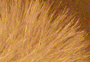 Sony NEX-C3: drobek s velkým srdcem