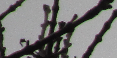 Canon PowerShot SX160 IS: více megapixelů i zoomu