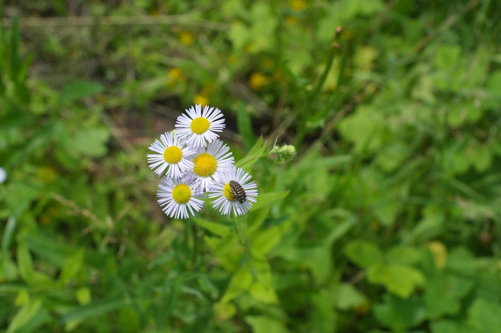 Canon FL 35mm 1:2.5 (FL/FD)