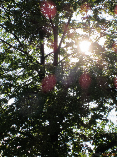 Canon IXUS 220 HS: multifunkční Karkulka