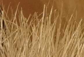 Sony NEX-7: správná (r)evoluce