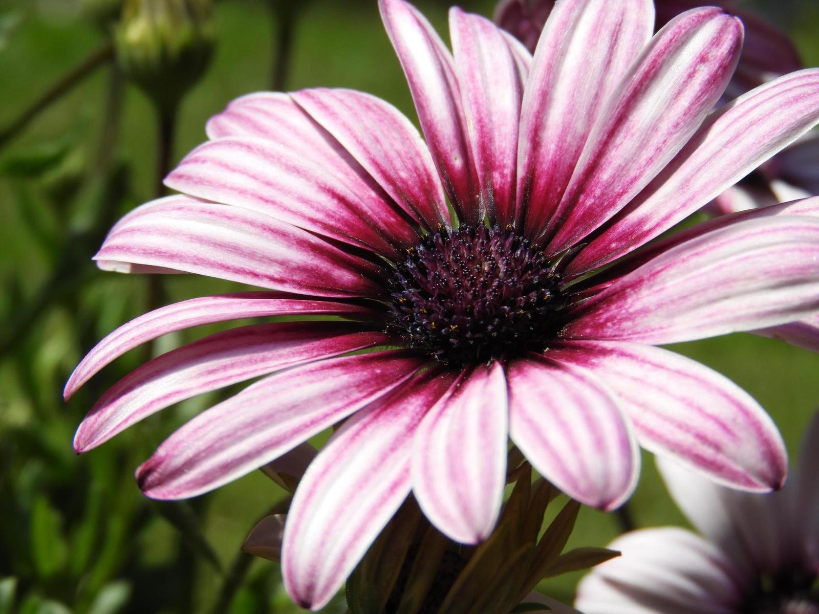 Nikon Coolpix B700: přírodovědec