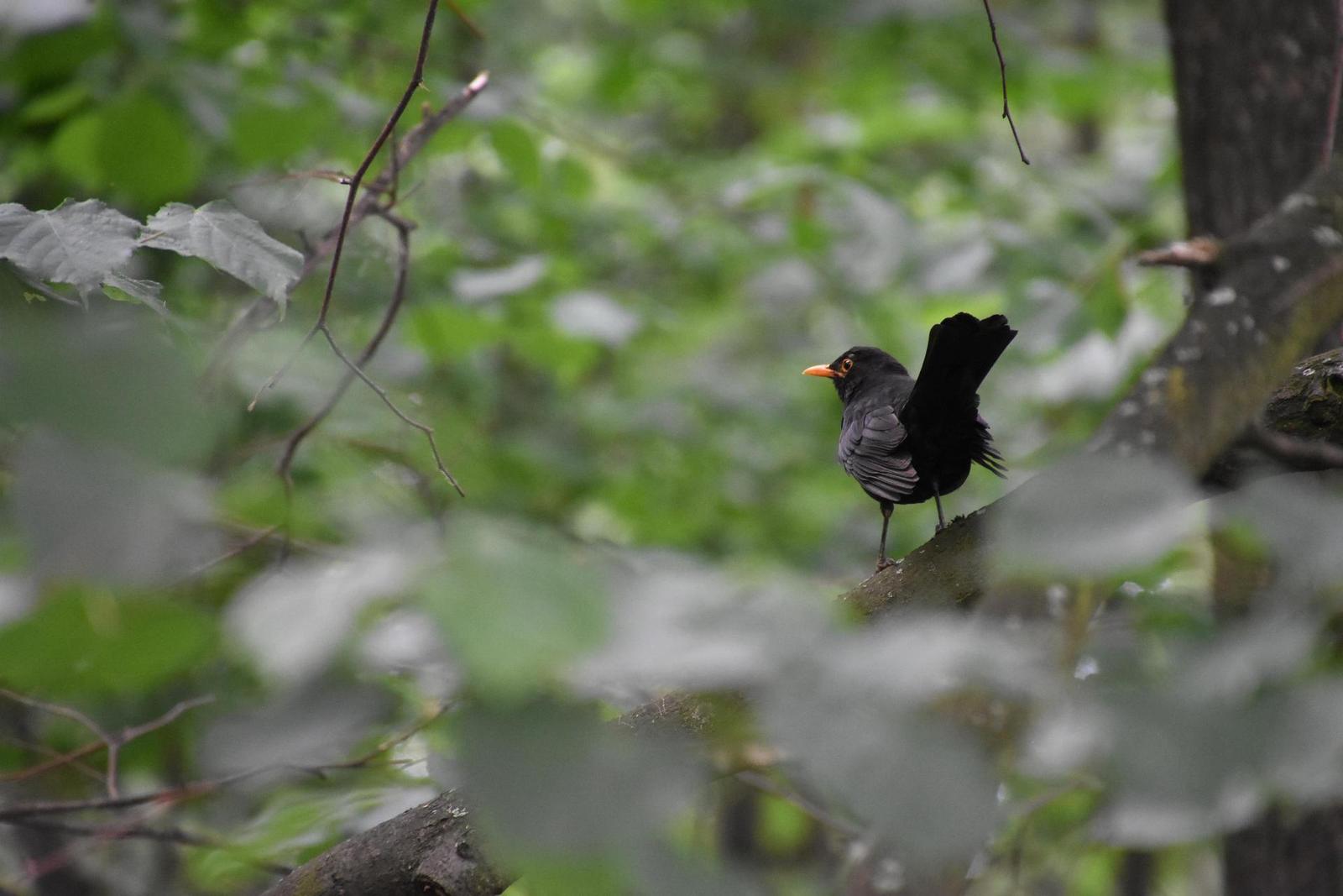 Tamron 16-300mm f/3.5-6.3 Di II VC PZD Macro