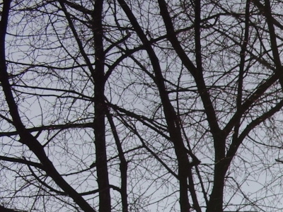 Sigma DP2: otestovali jsme Foveon!