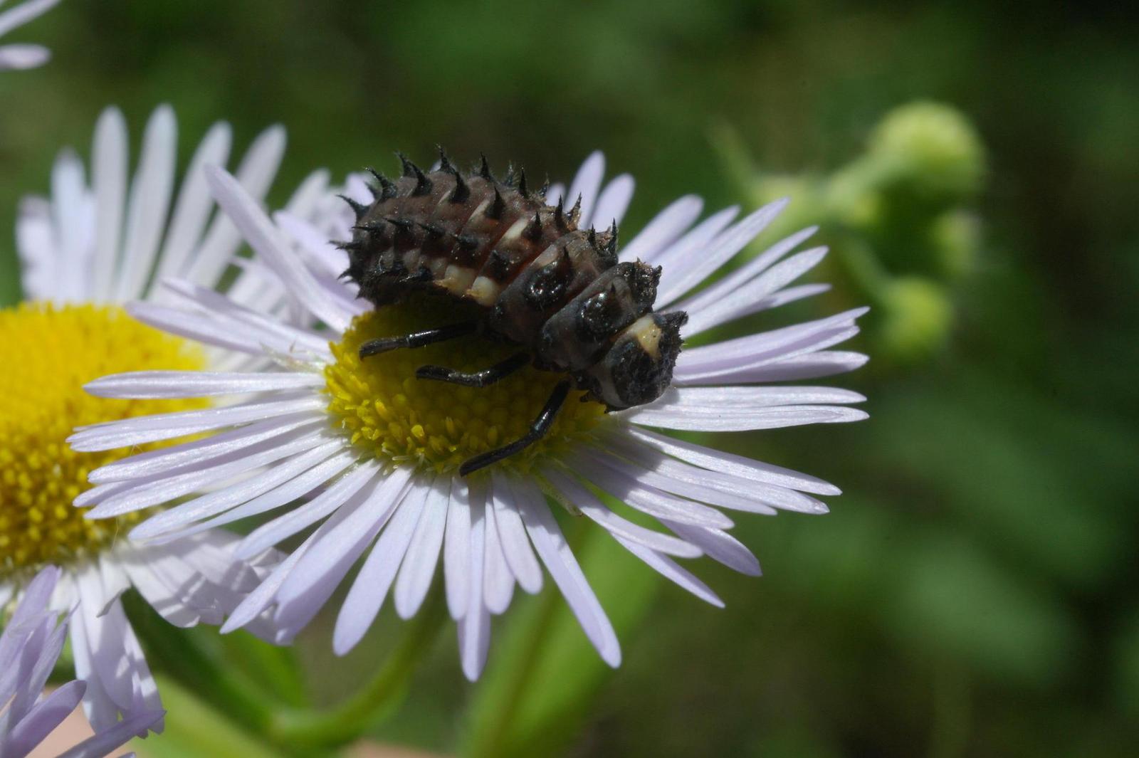 Canon FL 35mm 1:2.5 (FL/FD)