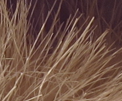 Canon PowerShot G11: géčko, o jakém jsme snili