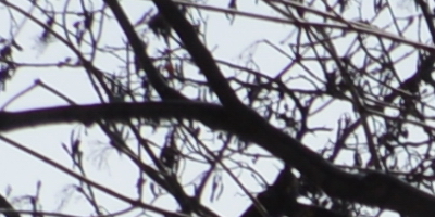 Nikon AF-S NIKKOR DX 55-300mm 1:4.5-5.6G ED VR