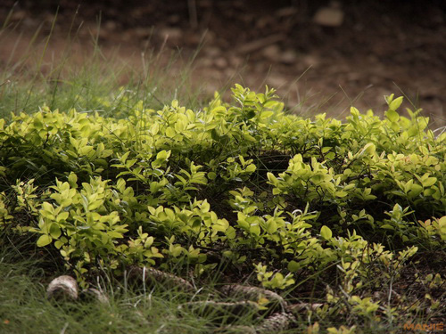 Olympus M.Zuiko Digital 14-150 mm F4-5,6