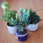 Umax AstraPix 430: Šikovný, malý a levný foťáček!