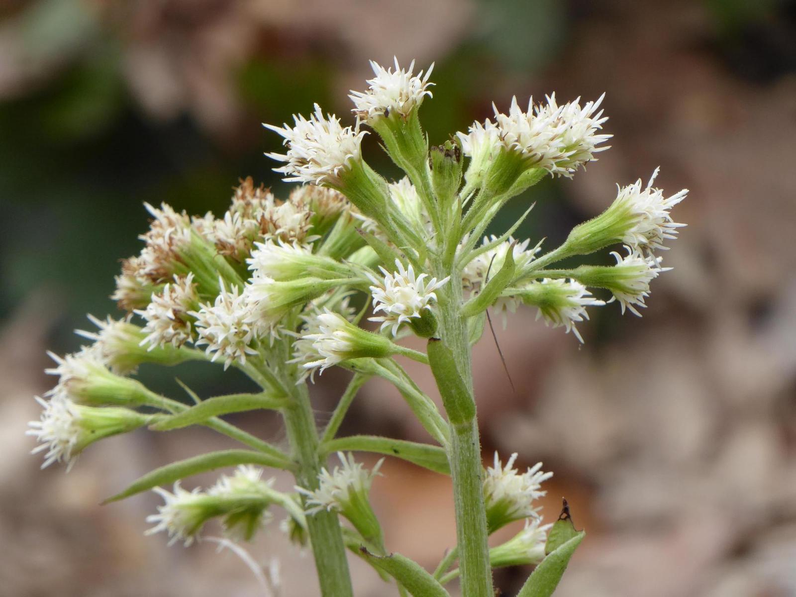 Panasonic Lumix TZ70: krůček k profi ultrazoomu