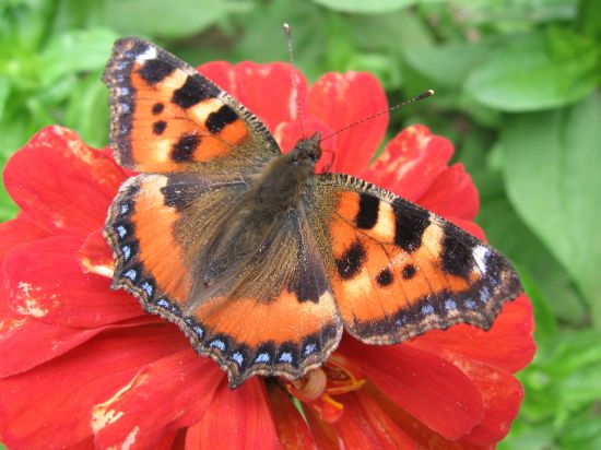 Tipy a Triky nejen pro začátečníky, díl 4. - Fotíme motýla